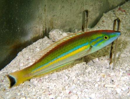 Small Tail Pencil Wrasse